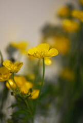 Bright spring, yellow buttercups. The prickle of their stems, the veins of their petals, the pollen on their stamen can be seen through the macro lens with depth of field