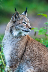Portrait of a Eurasian lynx with greenish background