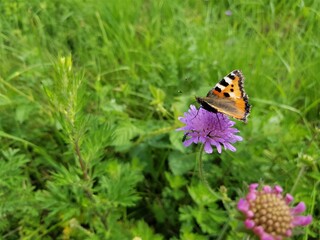 A butterfly sitting on a pink flower. Small tortoiseshell.