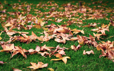 Yellow autumn leaves scattered on green grass