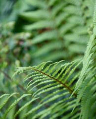 The frond of a fern, verdant, green and lush in the garden.