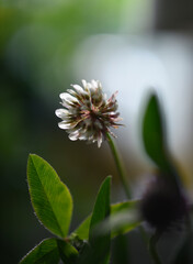 Clover flower and leaves in soft light, with the veins of the leaves seen in detail
