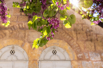 Israel, Jerusalem old narrow streets of Nahlaot historic neighborhood with many small synagogues.
