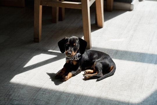 Front view of cute, little taksa wearing stylish shawl, lying on paws on floor, looking forward. Funny, small dachshund dog with brown paws and neck relaxing. Concept of pets.