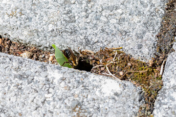 Blattschneiderbiene krabbelt in Höhle