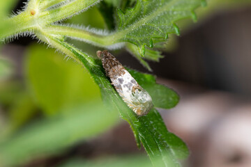 Notocelia Roborana Motte