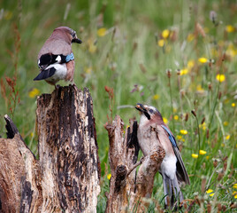 Eurasian jay searching for food in a meadow during a rain storm
