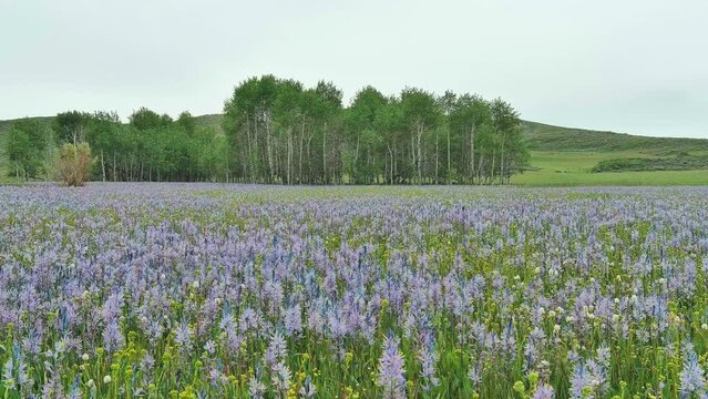 Camas Lily flowers in bloom in a meadow with a forest