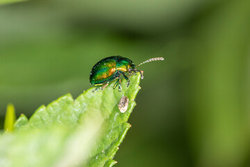 Prächtiger Blattkäfer makro
