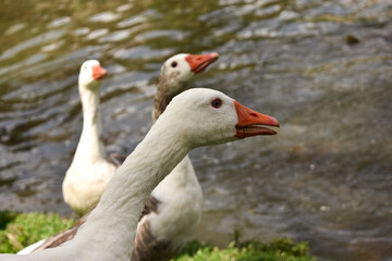Patos en el lago