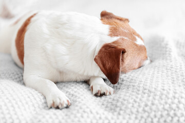 Small dog Jack Russell Terrier sleeping on couch turning away from camera