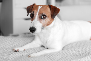 Small adorable dog Jack Russell Terrier lying on bed and looking into camera
