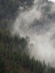 vertical landscape with foggy trees