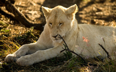 Beautiful young lion sharpening his teeth on the sticks of the fallen trees of the African savannah, as this big cat becomes one of the big five of African safaris while becoming the big predator.