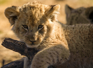 Cute lion cub face this is one of the big five of the animal safaris through the African savannah, this animal learns the wild way of life from his parents who are the big predators of Africa.