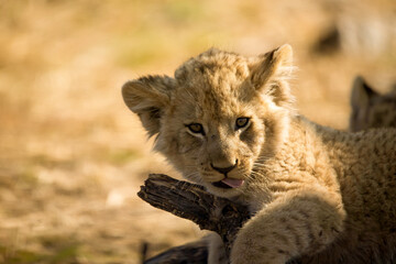 Cute lion cub resting in the African savannah, this is one of the big five of African animal safaris, the cub learns the tactics of his parents who are the great predators of the savannah.