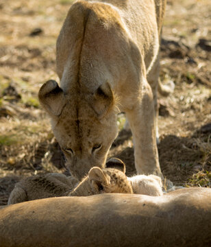 Lioness washing her lion cub very nice photo of the fauna of the African savannah, these big cats are one of the five creatures considered as the big five of Africa, as well as the great predator.
