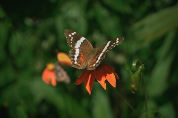 Mariposa negra