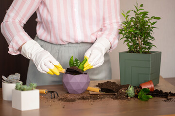 Woman hand transplanting succulent in ceramic pot on the table. Concept of indoor garden home - Image