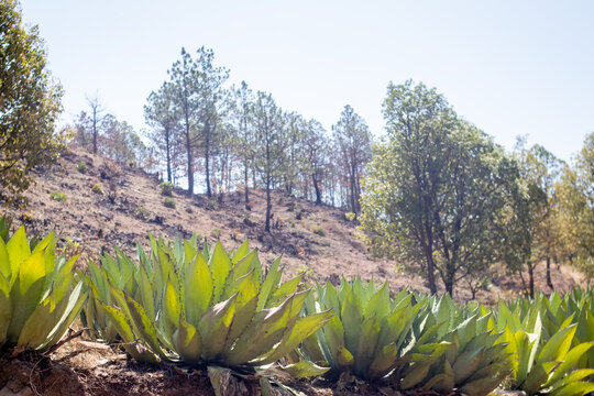 plata de agave maximiliana para hacer raicilla, en mixtlan, jalisco, mexico