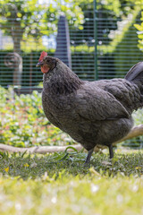 Silverudds Blå braun