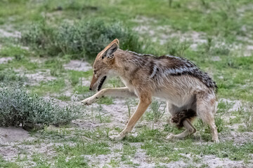 Jackal in the bush, Canis mesomelas, Namibia in Africa
