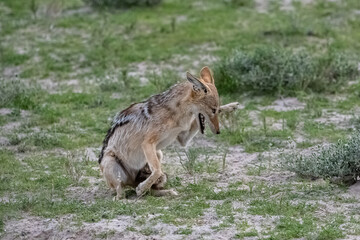 Jackal in the bush, Canis mesomelas, Namibia in Africa
