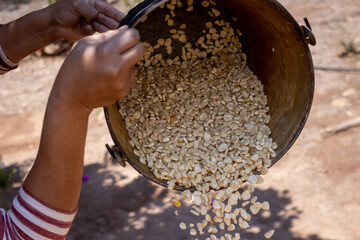 preparacion de nixtamal de maiz, para la elaboracion de tortillas torteadas en cocinas tradicionales mexicanas, en san gregorio, mixtlan, jalisco