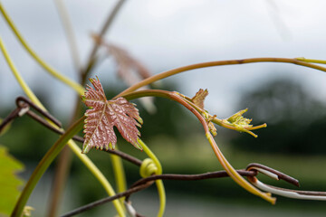 Close-up of a young vine leaf in a garden