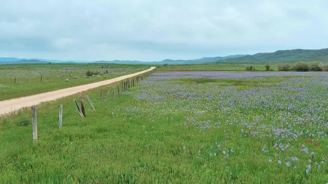 Fence along a country dirt road with wildflowers and fence