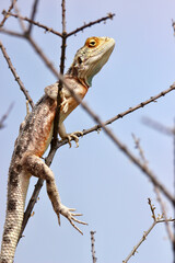 Ground Agama in the Kgalagadi