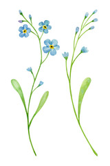Two forget me not flowers. Watercolor illustration isolated on white. 