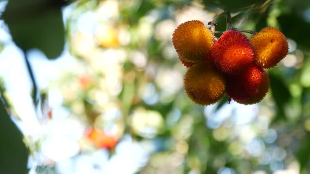 Strawberry tree or shrub ripe and unripe fruits, irish arbutus unedo harvest, cain or cane apple berries. California garden. Green leaves foliage. Mediterranean Europe flora, widespread in Ireland.