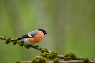 bird, robin, natur, wild lebende tiere, tier, rot, wild, ast