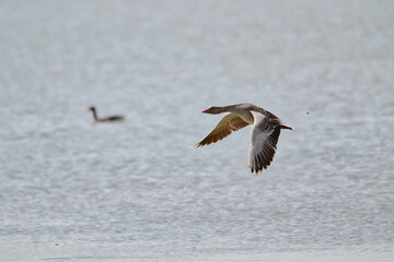 bird, wasser, möve, natur, meer, gull, bird, wild lebende tiere
