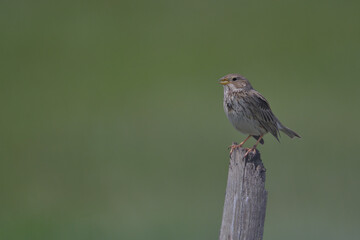 bird, natur, spatz, wild lebende tiere, tier, wild, ast, schnabel