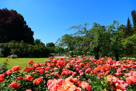 Rosenbeet mit orangen Bl&uuml;ten