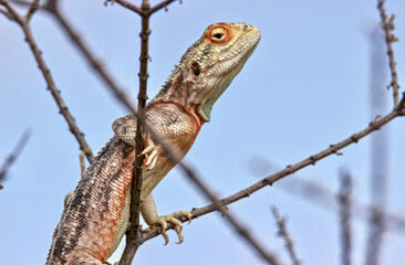 Ground Agama in the Kgalagadi