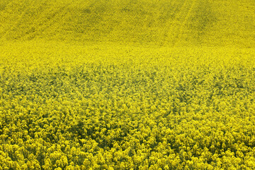 Pejzaż z kwiatami żółtego rzepaku z zielonych pól w oddali.  © FotoDax