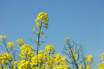 Pejzaż z kwiatami żółtego rzepaku z zielonych pól w oddali. 