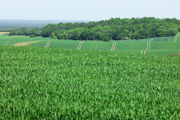 Fototapeta premium Pejzaż zielonych pól uprawnych na wzgórzach w oddali. 