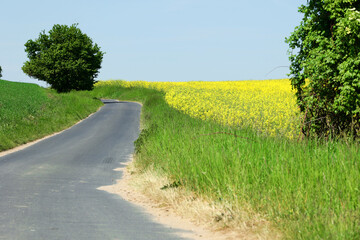 Droga biegnąca między kolorowymi polami uprawnymi na wiosnę.  - obrazy, fototapety, plakaty