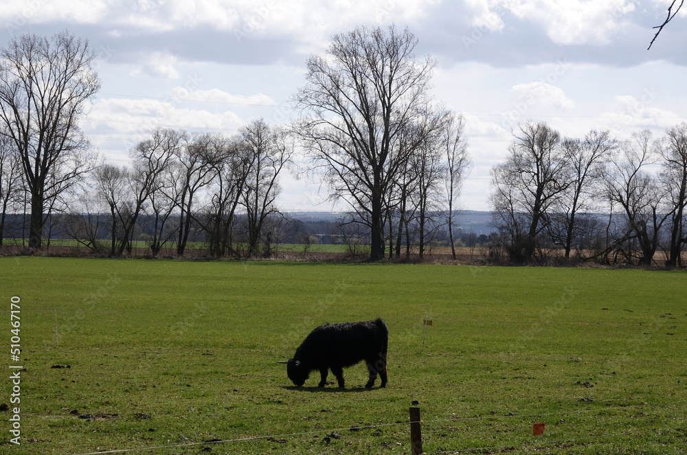 Canvas Prints rind auf einer wiese