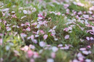 Pink cherry blossom petals lie on the grass on ground