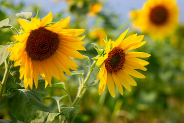 Beautiful decorative sunflowers, in the sunlight in garden