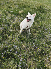 Cute white dog relaxing among wildflowers in sunny meadow. Summer travel with pet. Danish spitz doggy sitting at flowers in grassland. Vertical photo