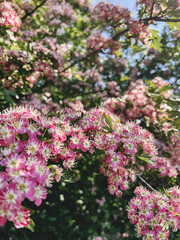 Fototapeta premium Beautiful pink blossoms on hawthorn shrub in sunny orchard. Hello spring. Blooming crataegus laevigata tree branches in garden. Vertical phone photo