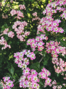 Beautiful pink blossoms on hawthorn shrub in sunny orchard. Hello spring. Blooming crataegus laevigata tree branches in garden. Vertical phone photo