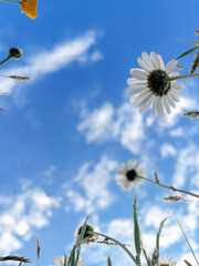 Beautiful daisy flowers against sunny blue sky, bottom up view. Tranquil atmospheric summer meadow. Blooming leucanthemum vulgare and grass in sunlight. Floral wallpaper