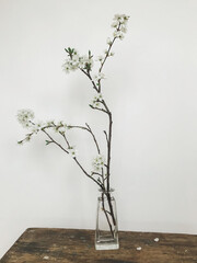 Blooming cherry branch in glass vase on rustic wood in stylish room. Home minimal decor and spring details. Vertical phone photo